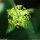 Cruciata laevipes - inflorescence
