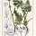 Orlaya grandiflora - wikimedia commons