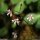 Saxifraga umbrosa - inflorescence