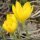 Sternbergia lutea - fleur