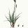 Carex flacca - wikimedia commons