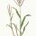 Digitaria sanguinalis - wikimedia commons