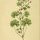 Geranium rotundifolium - wikimedia commons