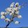 Prunus spinosa - rameau en fleur
