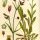 Lychnis flos-cuculi - wikimedia commons