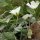 Cerastium latifolium - calice