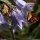 Campanula barbata - fleur - papillon Hespérie de la Houque (Thymelicus (…)