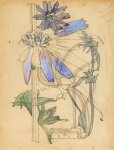 Cichorium intybus - Mackintosh - aquarelle, 1914