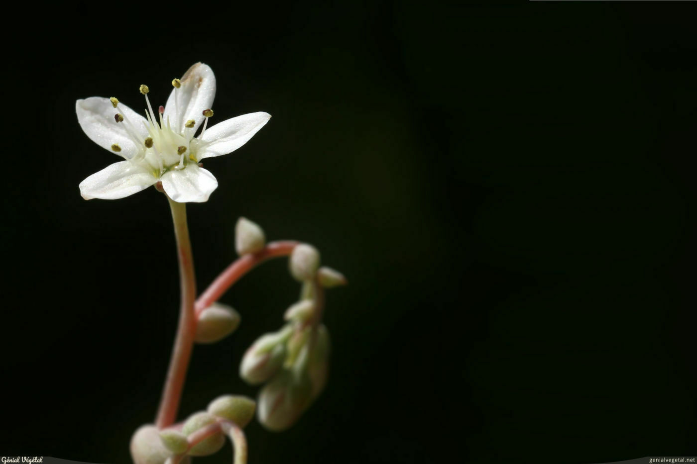 Orpin à feuilles courtes, Sedum brevifolium