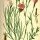 Dianthus carthusianorum - wikimedia commons