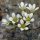 Saxifraga geranioides - inflorescence
