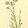 Campanula rotundifolia - wikimedia commons