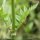 Valeriana officinalis s. sambucifolia - feuilles