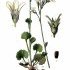 Saxifraga granulata - wikimedia commons