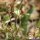 Cerastium pumilum - inflorescecne, graines