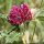 Trifolium alpestre - inflorescence