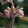 Stachys alpina - inflorescence