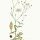 Stellaria graminea - wikimedia commons