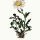 Leucanthemum coronopifolium - wikimedia commons