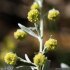 Artemisia absinthium - capitules
