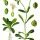 Valerianella locusta - wikimedia commons
