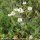 Trifolium montanum - Bjoertvedt, wikimedia commons