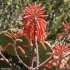 Aloe maculata - inflorescence