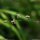 Melica uniflora - épillet