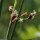 Schoenoplectus lacustris - inflorescence