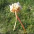 Armeria arenaria - gaine inflorescence