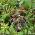 Rubus - fruits