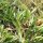 Trifolium alpinum - rejet stérile, feuilles
