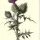 Cirsium vulgare - wikimedia commons