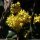 Berberis aquifolium - inflorescence