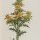 Scolymus hispanicus - wikimedia commons