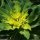 Euphorbia hyberna - cyathe