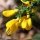 Cytisus scoparius - fleur, calice