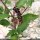 Phytolacca americana - fruit