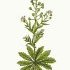 Capsella bursa-pastoris - wikimedia commons