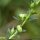 Veronica serpyllifolia - fruit