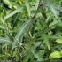 Centaurea decipiens - tige, feuilles