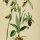 Ophrys aranifera - wikimedia commons