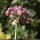 Allium lusitanicum - fruits