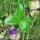 Pinguicula grandiflora s. grandiflora - feuilles en digestion