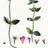 Clinopodium vulgare - wikimedia commons