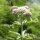 Eupatorium cannabinum - inflorescence