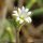 Cerastium pumilum - fleur