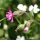 Silene dioica - fleur femelle