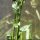 Carduus personata - tige, feuilles