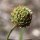 Cephalaria leucantha - fruits
